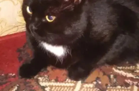 Найден чёрный кот в Абакане на проезде Северный