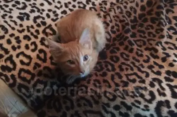 Найден рыжий котенок на Рассветной