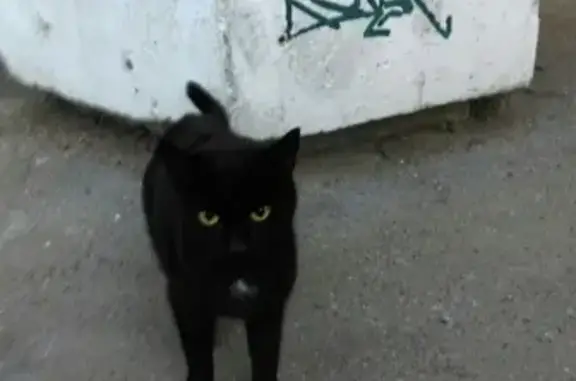 Найден домашний кот на Ленской