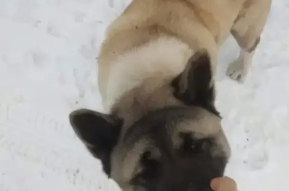 Найдена собака породы Американская Акита на Пятницком шоссе, Москва