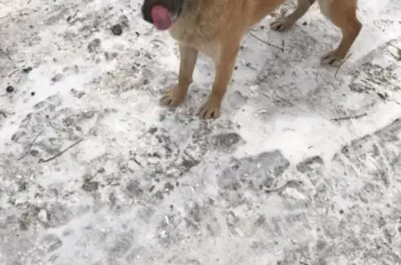Найдена собака в Петрозаводске, ул. Путейская