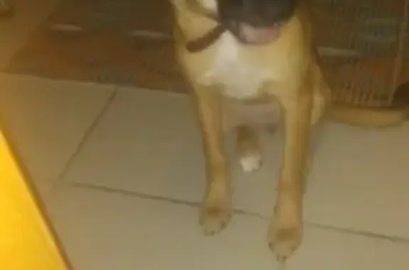 Найдена собака в Богандинке, Тюмень