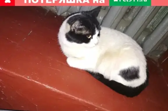Найдена кошка на Щербаковской, Соколиная гора