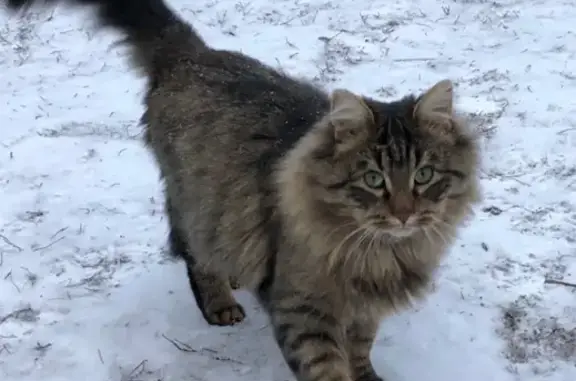 Найден кот в Приозерском районе на дороге Саперное - Мельниково