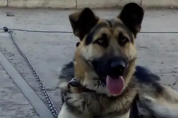 Пропала собака Граф в Ачинске
