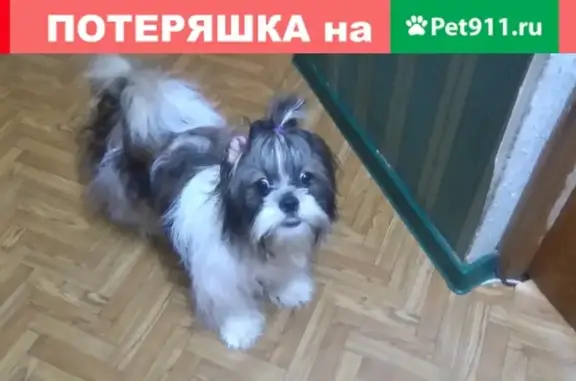 Пропала собака Лаки на Полтавской, 24