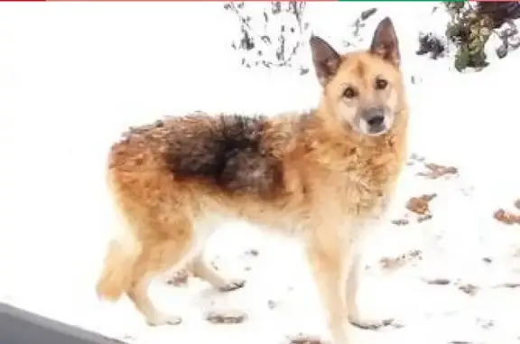 Найдена собака на ул. Большие Вязы в Смоленске