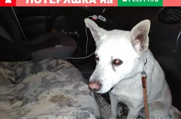 Пропала собака в районе скалы в г. Крымск
