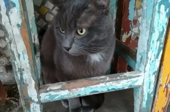 Найден серый кот с цепью на проспекте Карла Маркса.
