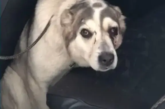 Собака найдена на кольце Ек в Кургане