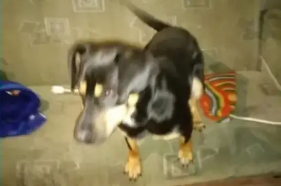 Найден пес в Рябково, Курган