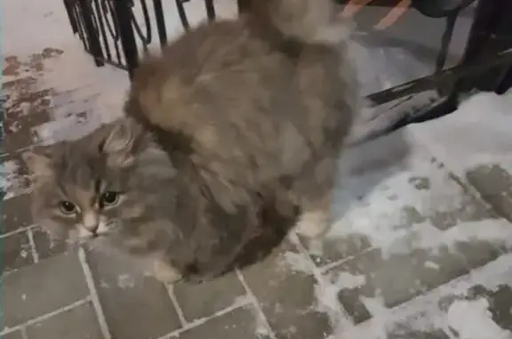 Найдена кошка в 4-м микрорайоне Кургана