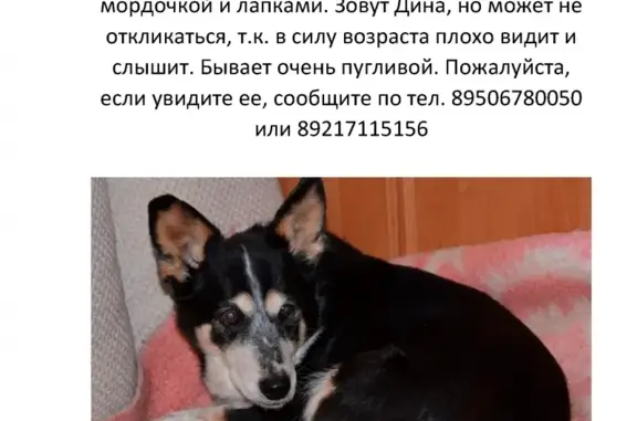 Собаки потеряшки, Калининград, фото: Потеряшка собака Дина в поселке Лермонтовском, Калининград