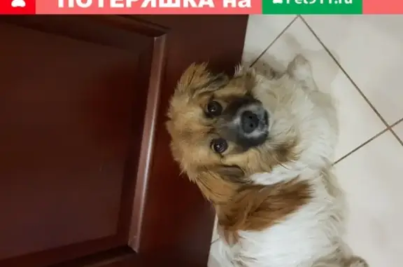 Найдена добрая собака в Приволжском районе