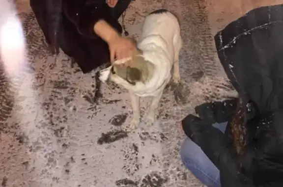 Собака найдена в Кунцево на ул. Партизанская, 49к3.
