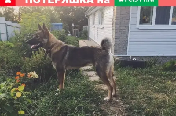 Пропала собака в Каширском районе, д. Клубня 19, 19.10.2018.