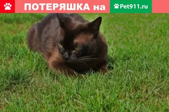 Пропал кот в Гурьевске, Калининградская обл.
