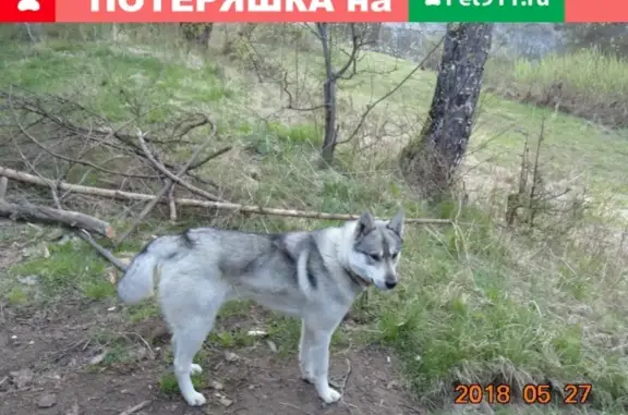 Пропала собака в Чусовом, Пермский край