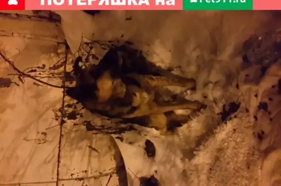 Собака найдена в парке Аксакова, Уфа с поврежденной лапой