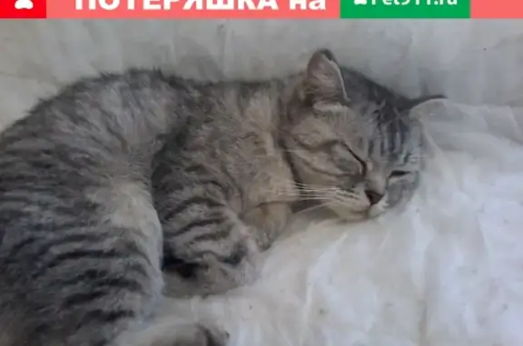 Найдена кошка на ул. Ткачева в Оренбурге