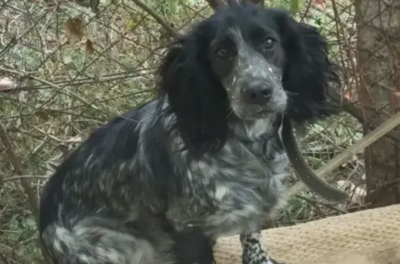 Пропала собака Гера в селе Укромное, Крым