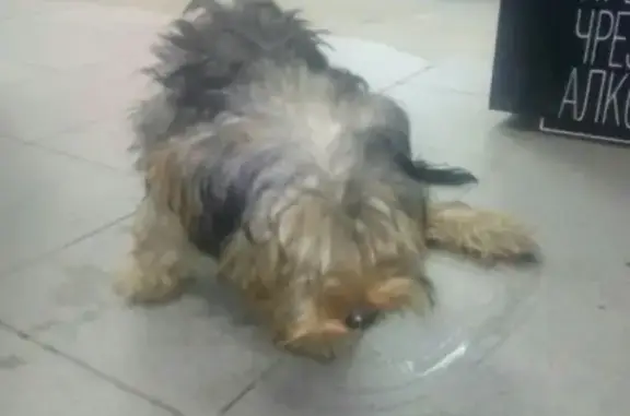 Собака нуждается в передержке и лечении в Китое, Иркутская область
