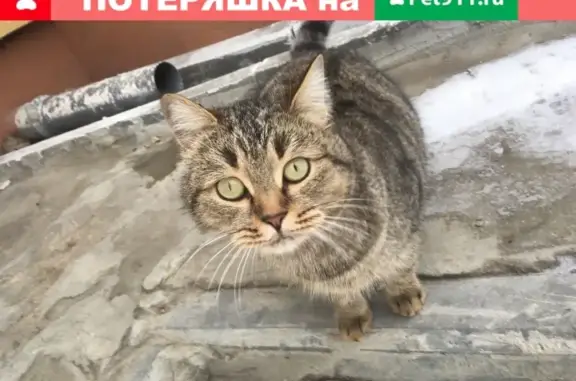 Кошка найдена возле Красного & Белого на Кирова 101, Волгоград