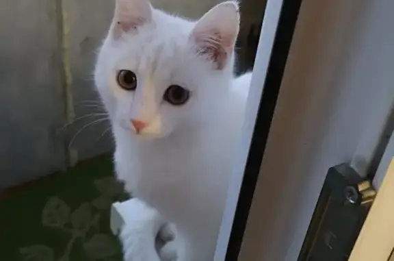 Пропал белый котенок в районе Кирпичного (Керамическая 30)