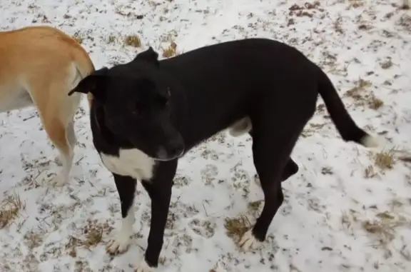 Собаки потеряшки, Нижний Новгород, фото: Потеряшка собака Макс на ул. 40 лет победы в Щербинках