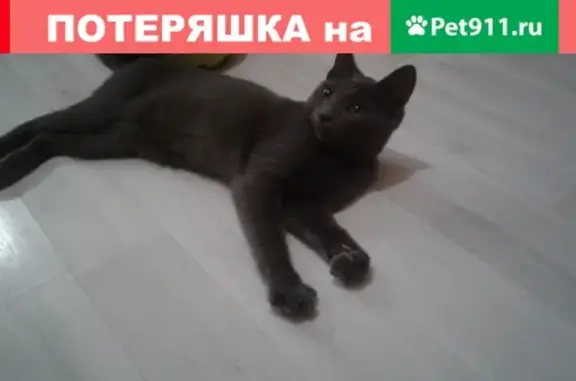 Пропала кошка в Сосновоборске, район за аллей ветеранов.