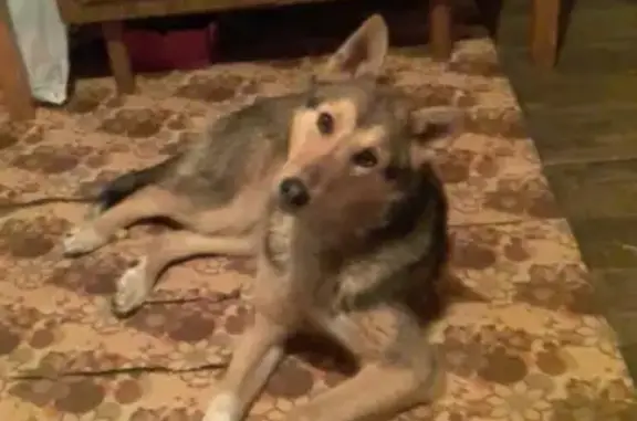 Шикарный молодой пёсик найден в Тимирязево, Томск