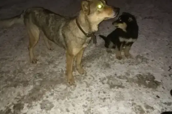 Найдена собака на Ш. Космонавтов, возле ост. Олимпиец, с щенком