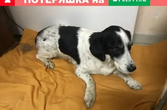 Найден пес в Екатеринбурге, нужна помощь!