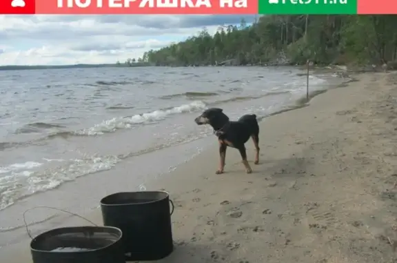Пропала собака в д.Комары, Владимирская обл.