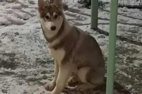 Собака найдена в Снежногорске на ул. Флотской