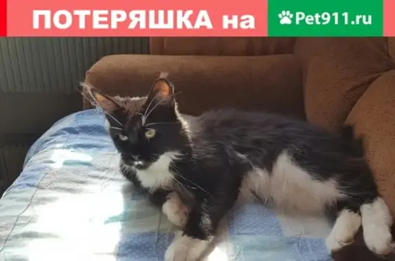 Пропала кошка на ул. Ломоносова в Северодвинске