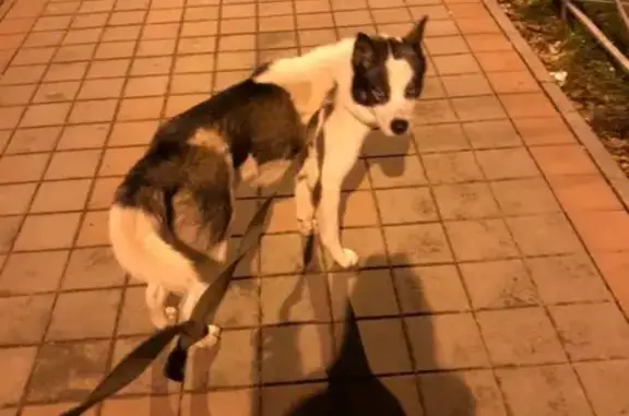 Найдена собака в Краснодаре, ищем хозяев!