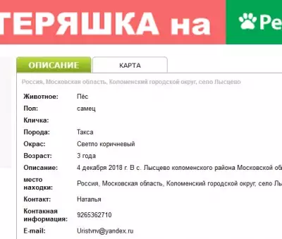 Найден Пёс (Такса) в Московской области