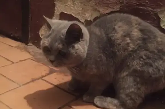 Найден британский кот с фиолетовым ошейником в Холм-Жирковском районе!