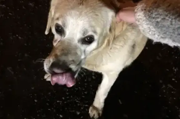 Пропала собака Ларс в районе 2-й центральной, Дмитров