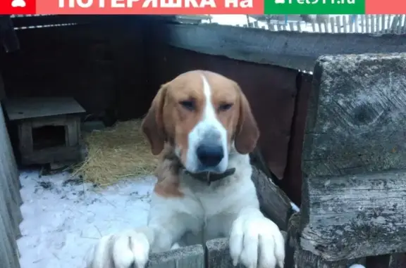Найдена собака в Верхней Бузиновке, Клетский район, Волгоградская область