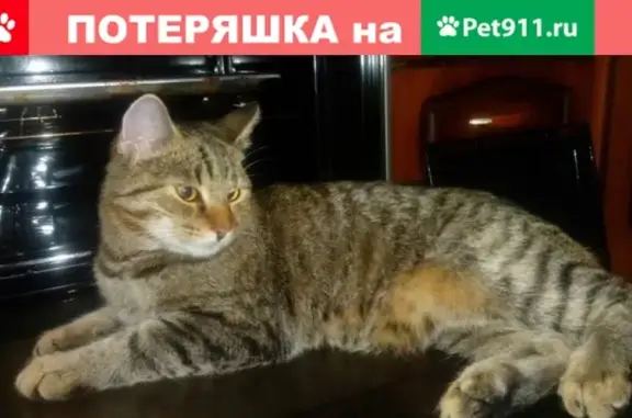 Пропал кот на Калининском шоссе в Торжоке