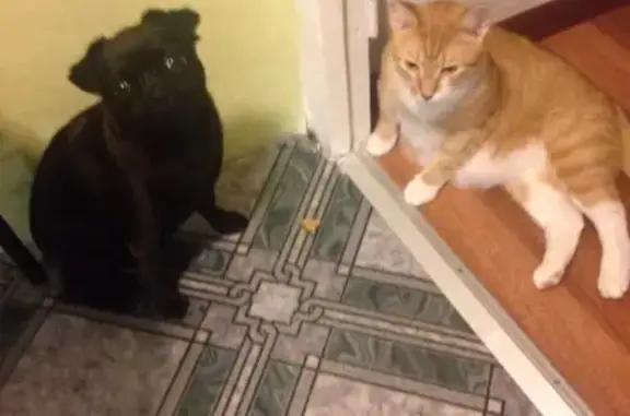 Кошки потеряшки, городской округ Полярные Зори, фото: Потеряшка кошка Рыжик на Строителей 1,5, Полярные Зори