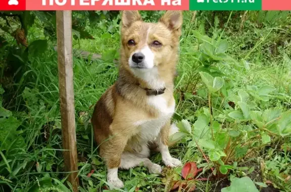 Пропала рыжая собака Тима в СНТ Надежда, Северодвинск