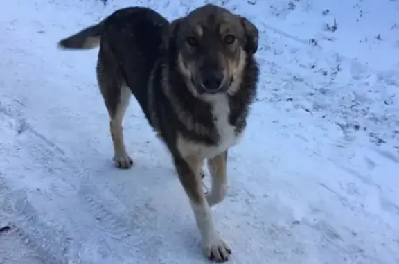 Найдена домашняя собака в Миассе