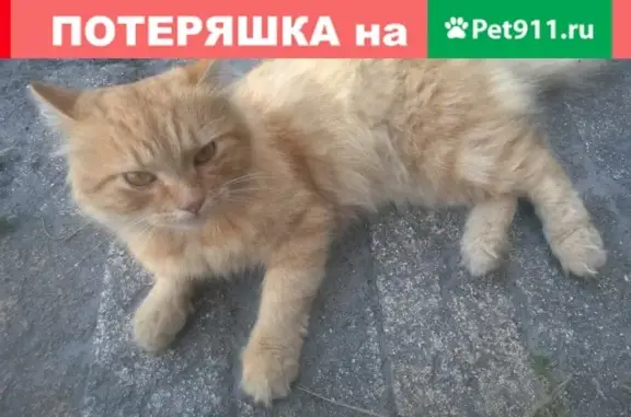 Кошки потеряшки, Туголесский Бор, фото: Потеряшка рыжий кот в Туголесском Бору, помогите найти!