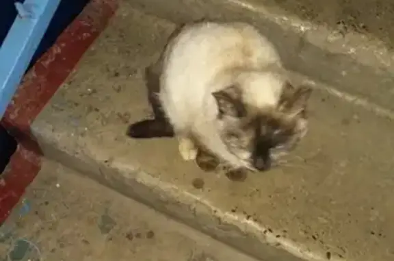Найдена кошка на ул. Рукавишникова