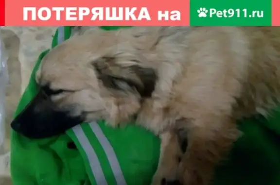 Найдена собака в районе героев Сталинграда, ищем хозяина!