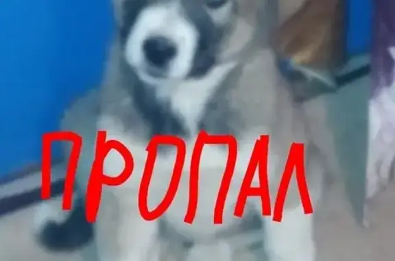 Пропала собака по ул. Кирова в Будённовске
