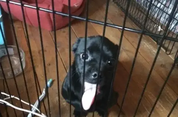Найден потерянный пес возле д/о Бекасово в Наро-Фоминске
